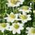 Anemone multifida Annabella White.jpg